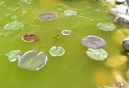 Vijver met zweefalgen: het water is groen en troebel